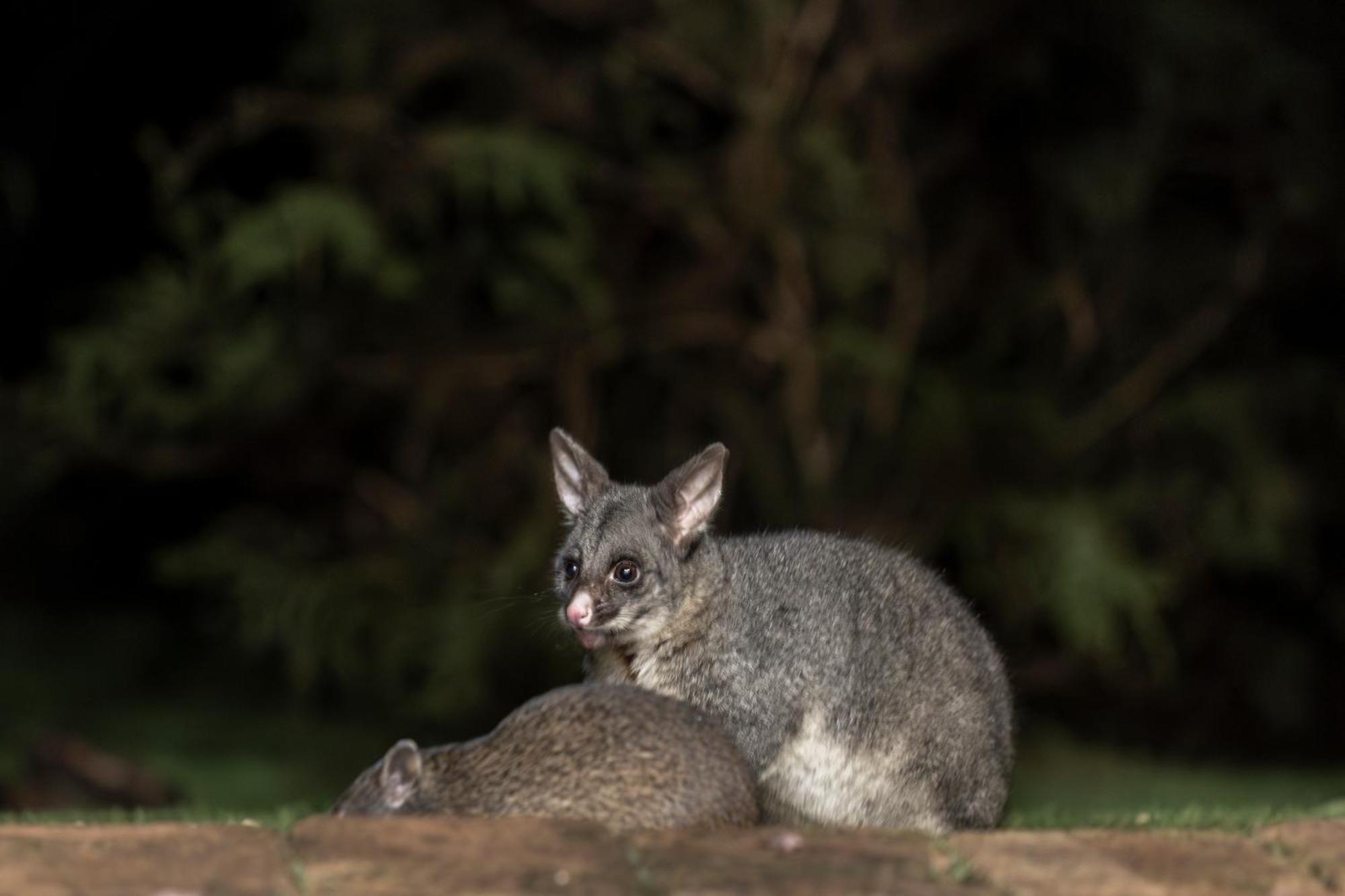 Yelverton Brook Conservation Sanctuary Metricup Bagian luar foto