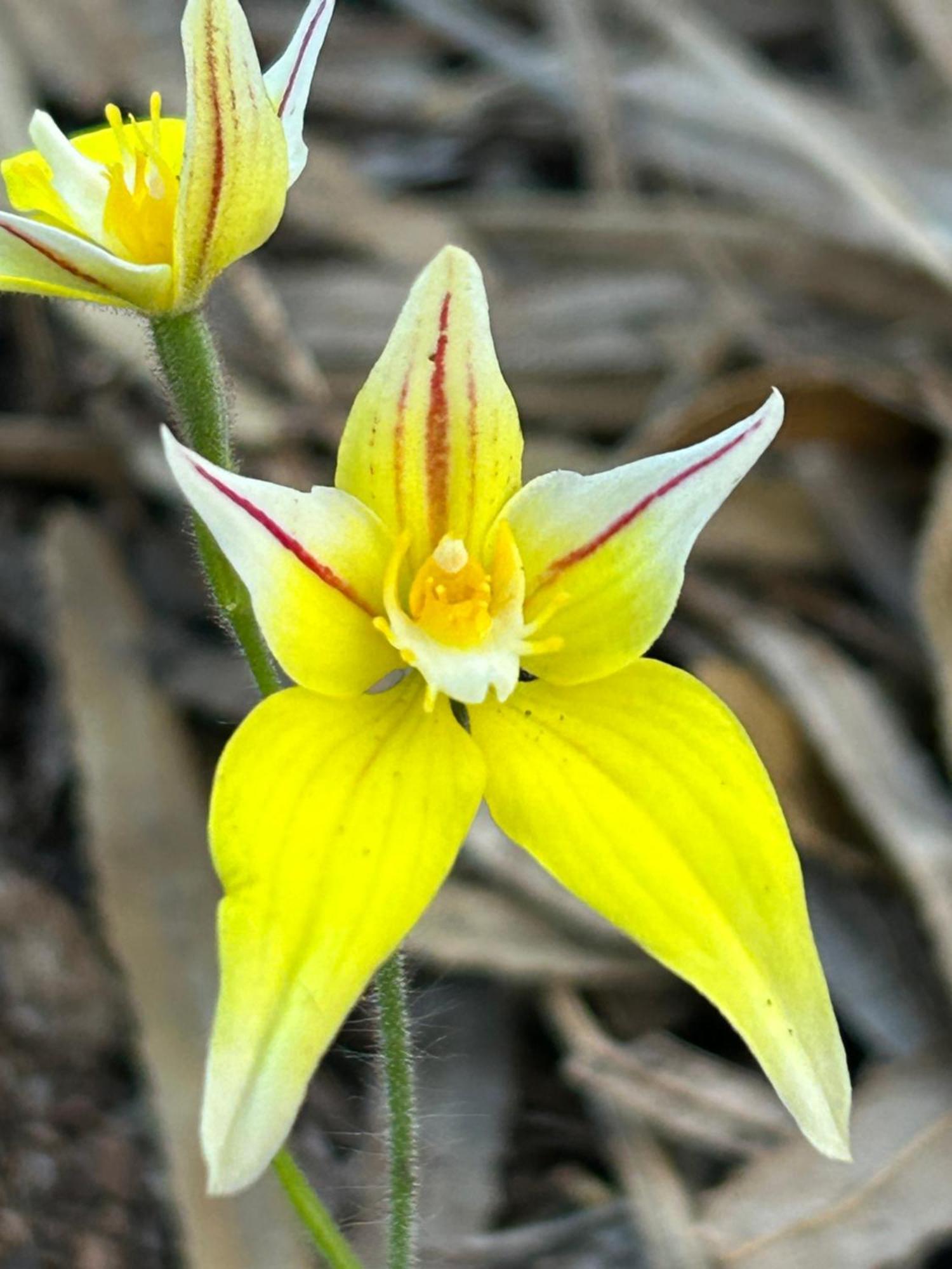 Yelverton Brook Conservation Sanctuary Metricup Bagian luar foto